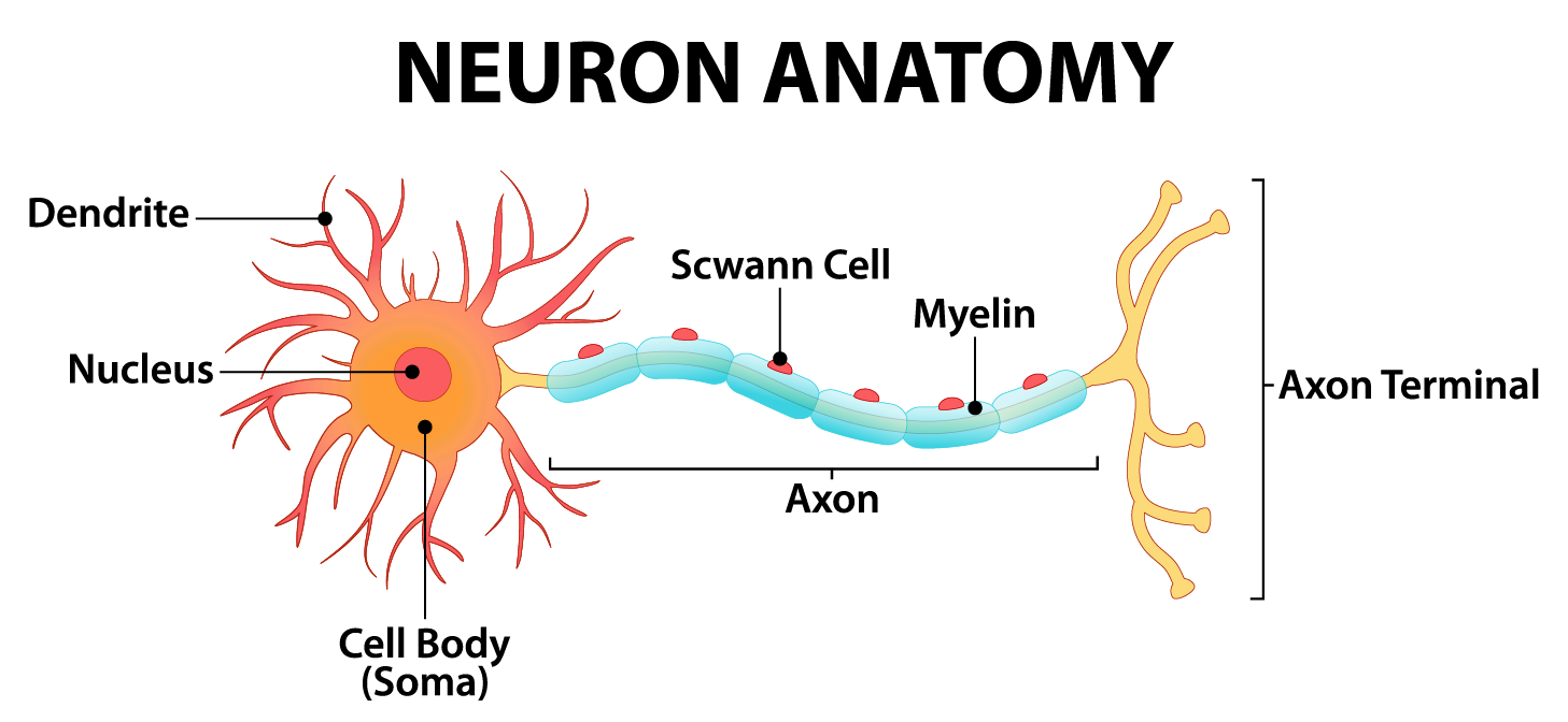 Neurons How The Brain Communicates Mental Health America